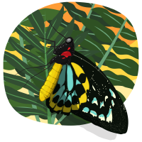 Chimaera Birdwing